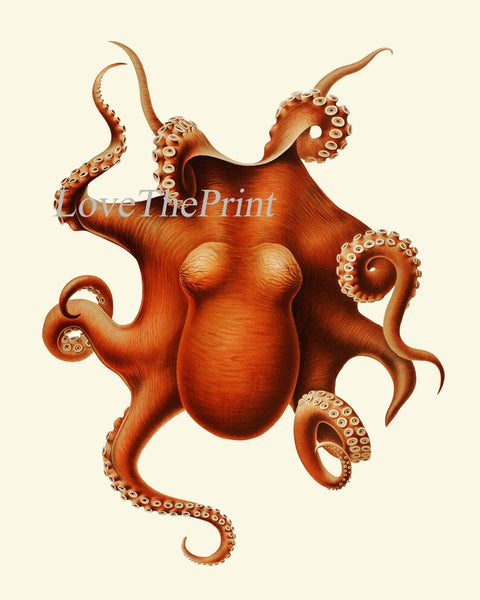 Octopus Prints Wall Art Set of 4 Beautiful Antique Vintage Sea Ocean Beach Tropical Bathroom Bedroom Hallway Office Home Decor to Frame SC