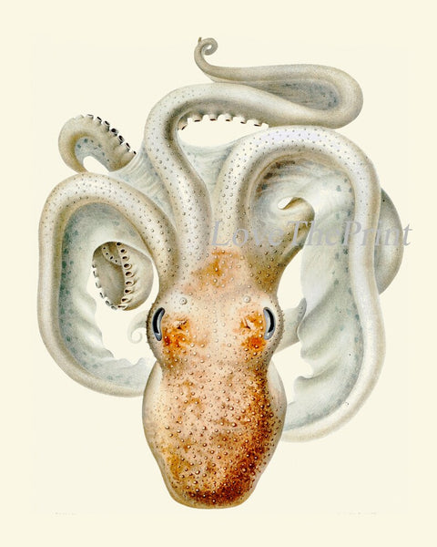 Octopus Prints Wall Art Set of 4 Beautiful Antique Vintage Sea Ocean Beach Tropical Bathroom Bedroom Hallway Office Home Decor to Frame SC