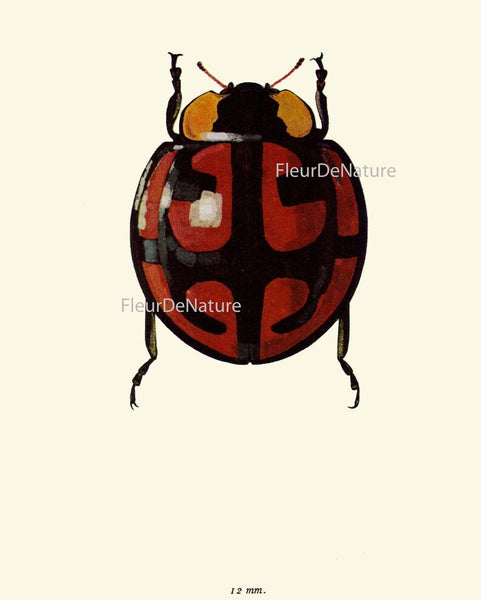 Colorful Ladybug Beetle Wall Art Set of 6 Prints Beautiful Antique Vintage Garden Outdoor Nature Insects Bugs Home Room Decor to Frame BBB