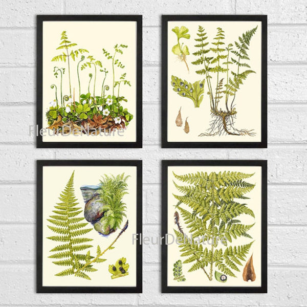 Vintage Green Fern Prints Wall Art Set of 4 Beautiful Antique Dining Room Kitchen Bedroom Hallway Fireplace Cabin Home Decor to Frame LIN