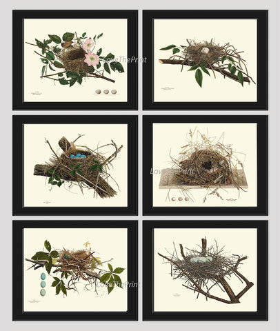 Vintage Bird Nest Eggs Prints Wall Art Set of 6 Beautiful Antique Blue White Eggs Tree Branch Natural Colors Rustic Home Decor to Frame NEST