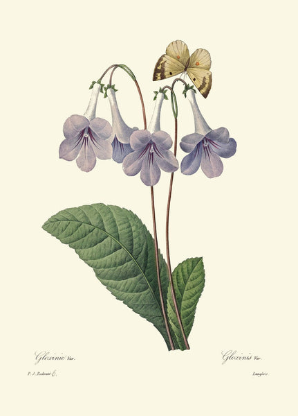Purple Violet Lilac Iris Pansy Gloxinia Flowers Botanical Wall Art Set of 6 Prints Beautiful Vintage Spring Garden Home Decor to Frame REDT