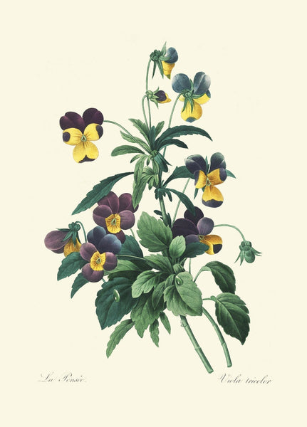 Purple Violet Lilac Iris Pansy Gloxinia Flowers Botanical Wall Art Set of 6 Prints Beautiful Vintage Spring Garden Home Decor to Frame REDT