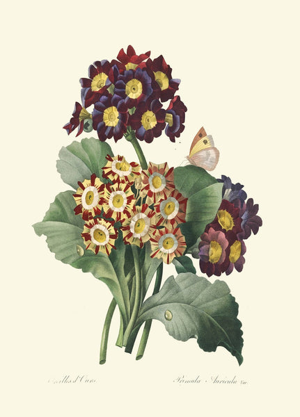 Purple Violet Lilac Iris Pansy Gloxinia Flowers Botanical Wall Art Set of 6 Prints Beautiful Vintage Spring Garden Home Decor to Frame REDT