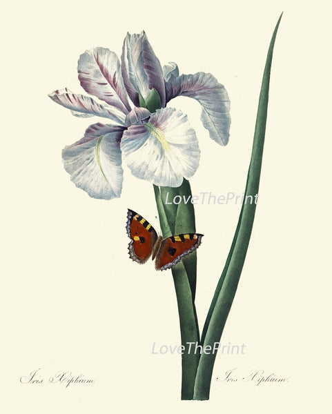 Purple Violet Lilac Iris Pansy Gloxinia Flowers Botanical Wall Art Set of 6 Prints Beautiful Vintage Spring Garden Home Decor to Frame REDT