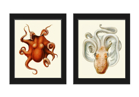 Antique Vintage Octopus Wall Art Set of 2 Prints Beautiful Sea Ocean Beach House Marine Coastal Cottage Nature Home Room Decor to Frame SC