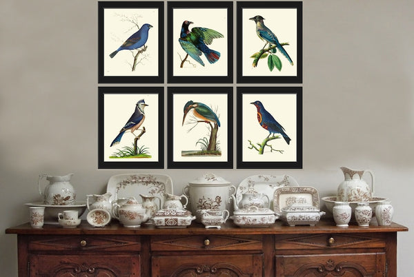 Blue Birds Wall Art Print Set of 6 Prints Antique Vintage Bluebird Blue Jay Kingfisher Bedroom Dining Room Interior Home Decor to Frame BNOD