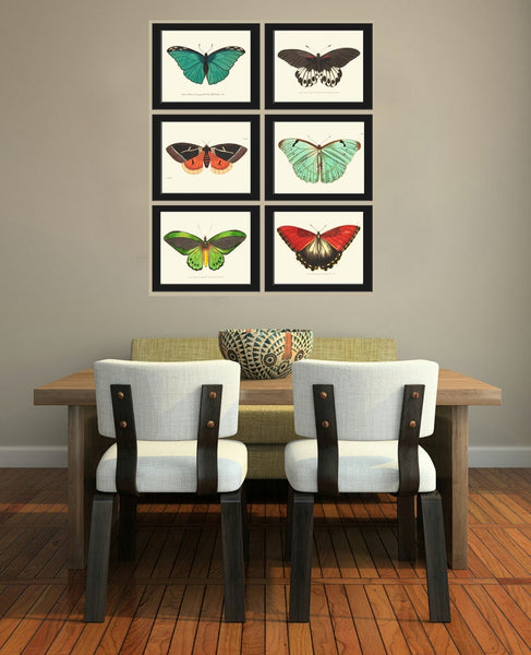 Vintage Butterfly Print Wall Art Set of 6 Beautiful Antique Vintage Colorful Red Aqua Green Butterflies Horizontal Orientation to Frame BNOD