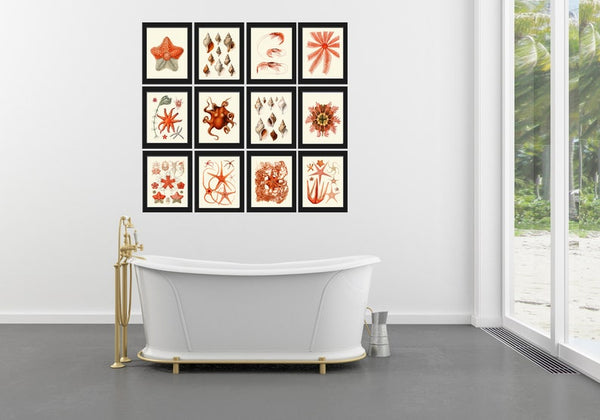 Coral Shells Shrimp Octopus Sea Star Prints Gallery Wall Art Set of 12 Beautiful Antique Vintage Beach Ocean Sea Home Room Decor to Frame SC