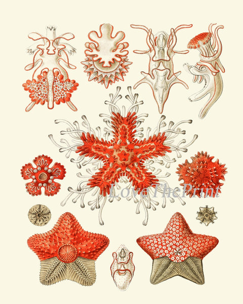 Coral Shells Shrimp Octopus Sea Star Prints Gallery Wall Art Set of 12 Beautiful Antique Vintage Beach Ocean Sea Home Room Decor to Frame SC