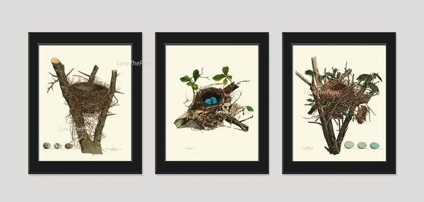 Bird Nest Print Wall Art Set of 3 Antique Vintage Farmhouse Cottage Rustic Country Forest Outdoor Nature Blue Eggs Home Decor to Frame NEST