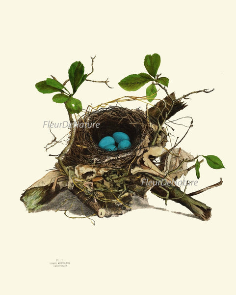 Bird Nest Print Wall Art Set of 3 Antique Vintage Farmhouse Cottage Rustic Country Forest Outdoor Nature Blue Eggs Home Decor to Frame NEST