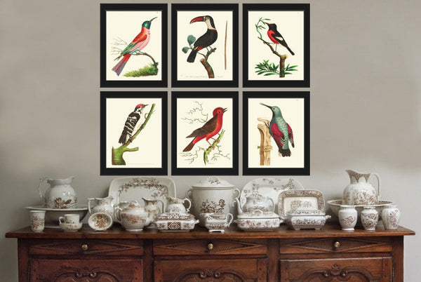 Birds Wall Art Print Set of 6 Prints Antique Vintage Red Aqua Black White Bedroom Dining Room Fireplace Office Home Decor to Frame BNOD