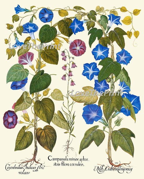 Blue Wildflowers Botanical Wall Art Set of 4 Prints Beautiful Vintage Delphinium Morning Glory Cornflower Bachelor's Button to Frame BESL