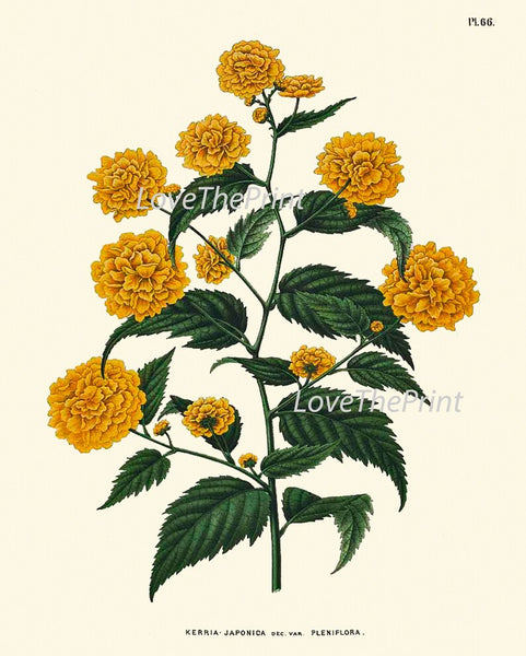 Botanical Wall Decor Art Set of 9 Prints Beautiful Vintage Antique Azalea Passion Fruit Trumpet Flower Illustration Pictures to Frame WITT