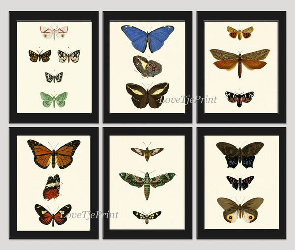 Vintage Butterflies Prints Wall Art Set of 6 Beautiful Antique Office Library Study Playroom Reading Dining Room Home Decor to Frame DORB