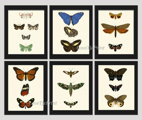 Vintage Butterflies Prints Wall Art Set of 6 Beautiful Antique Office Library Study Playroom Reading Dining Room Home Decor to Frame DORB