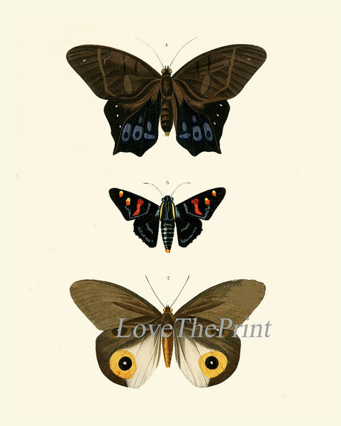 Vintage Butterflies Prints Wall Art Set of 6 Beautiful Antique Office Library Study Playroom Reading Dining Room Home Decor to Frame DORB