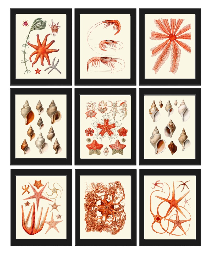 Coral Shells Wall Art Set of 9 Prints Beautiful Antique Vintage Red Coastal Tropical Sea Ocean Marine Science Beach Home Decor to Frame SC