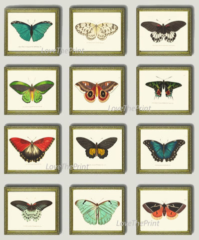Butterfly Prints Wall Art Set of 12 Beautiful Antique Vintage Colorful Butterfly Chart Illustration Poster Home Room Decor to Frame BNOD