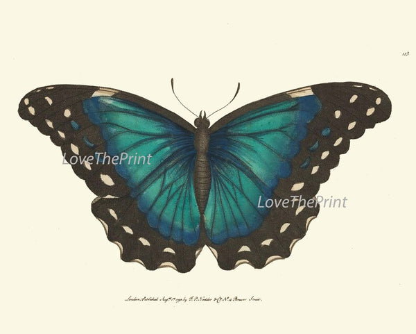 Butterfly Prints Wall Art Set of 12 Beautiful Antique Vintage Colorful Butterfly Chart Illustration Poster Home Room Decor to Frame BNOD