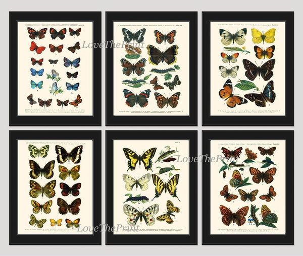 Vintage Butterflies Prints Wall Art Set of 6 Beautiful Antique Illustration Picture Watercolor Interior Design Home Room Decor to Frame EURB