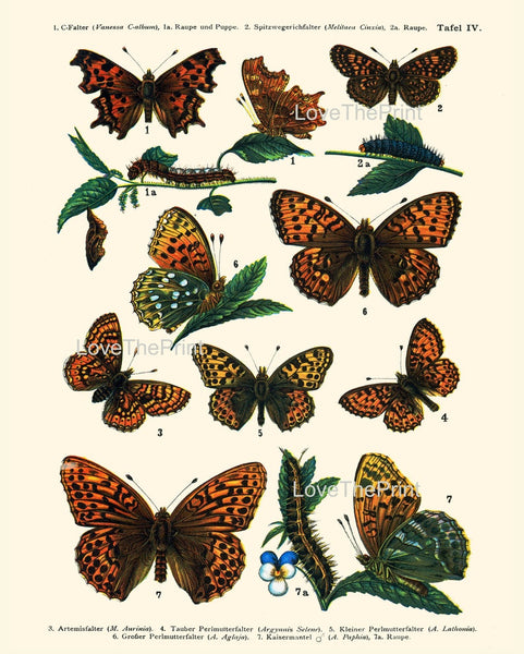 Vintage Butterflies Prints Wall Art Set of 6 Beautiful Antique Illustration Picture Watercolor Interior Design Home Room Decor to Frame EURB