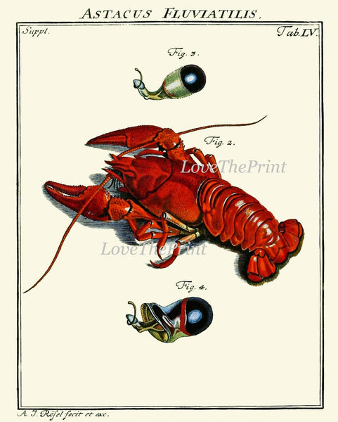 Lobster Wall Art Set of 4 Prints Beautiful Vintage Antique Blue Red Sea Ocean Nautical Marine Nature Science Beach House Home Decor LOBS