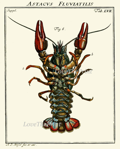 Lobster Wall Art Set of 4 Prints Beautiful Vintage Antique Blue Red Sea Ocean Nautical Marine Nature Science Beach House Home Decor LOBS