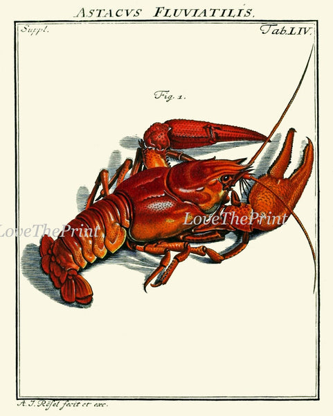 Lobster Wall Art Set of 4 Prints Beautiful Vintage Antique Blue Red Sea Ocean Nautical Marine Nature Science Beach House Home Decor LOBS