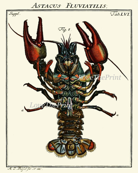 Lobster Wall Art Set of 4 Prints Beautiful Vintage Antique Blue Red Sea Ocean Nautical Marine Nature Science Beach House Home Decor LOBS