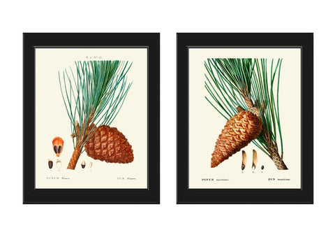 Pinecone Botanical Prints Wall Art Set of 2 Beautiful Antique Vintage Pine Tree Cone Forest Green Outdoor Nature Home Decor to Frame TDA