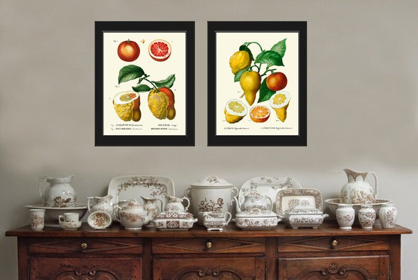 Citrus Grapefruit Lemon Print Botanical Wall Art Set of 2 Beautiful Vintage Antique Dining Room Kitchen Plants Chart Home Decor to Frame TDA