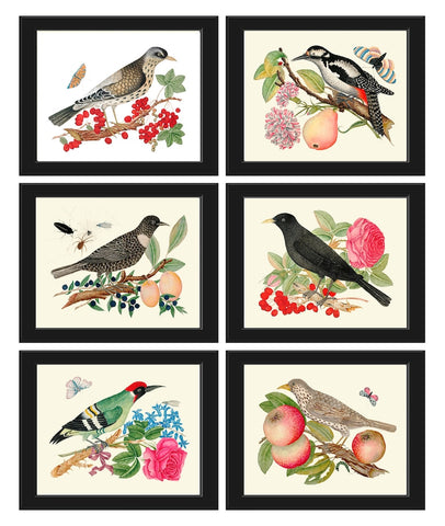 Bird Wall Decor Art Print Set of 6 Prints Antique Vintage Beautiful Bird Fruit Berries Birdwatching Bird Lover Home Deocoration to Frame BOT