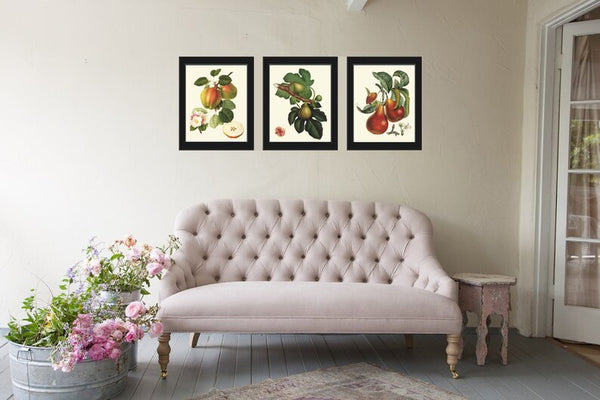 Fruit Botanical Wall Art Set 3 Prints Beautiful Vintage Antique Apple Fig Pear Dining Room Kitchen Farmhouse Garden Home Decor to Frame LF