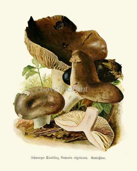 Vintage Mushrooms Prints Botanical Wall Art Set of 16 Beautiful Antique Mushroom Chart Poster Kitchen Dining Room Home Decor to Frame PDH