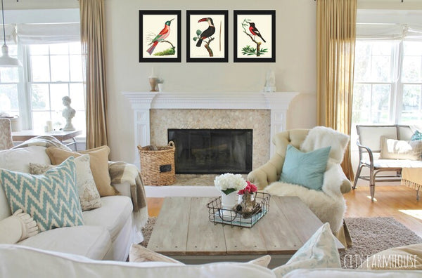 Birds Wall Art Prints Set of 3 Beautiful Vintage Antique Red Green Black Aqua Toucan Pretty Bird Birdwatching Home Room Decor to Frame BNOD