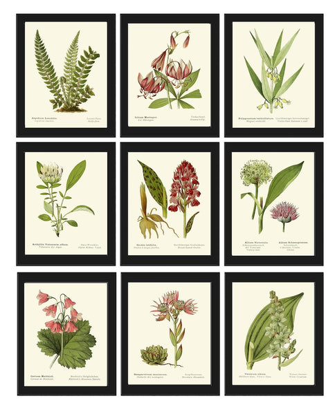 Green Wildflowers Vintage Botanical Wall Art Set of 9 Prints Beautiful Antique Pink Lilies Fern Illustration Plants Home Decor to Frame AFS