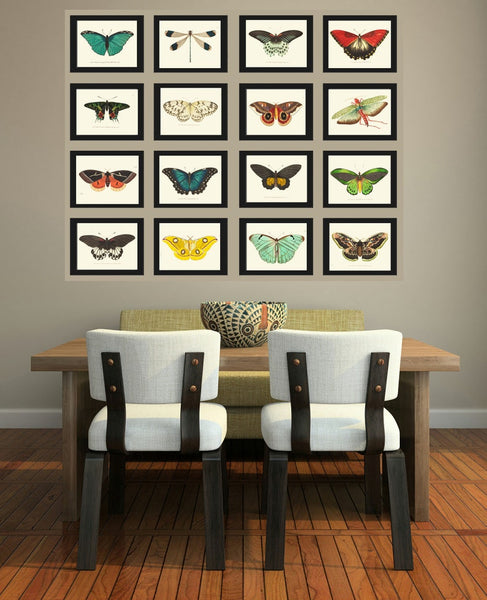 Butterfly Prints Full Wall Art Gallery Set of 16 Beautiful Antique Vintage Colorful Butterflies Interior Poster Home Decor to Frame BNOD