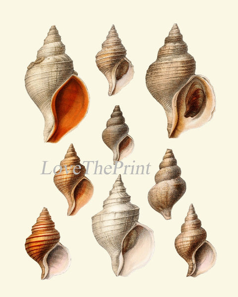 Antique Vintage Sea Shells Wall Art Set of 2 Prints Beautiful Seashells Chart Ocean Beach House Marine Coastal Home Room Decor to Frame SC