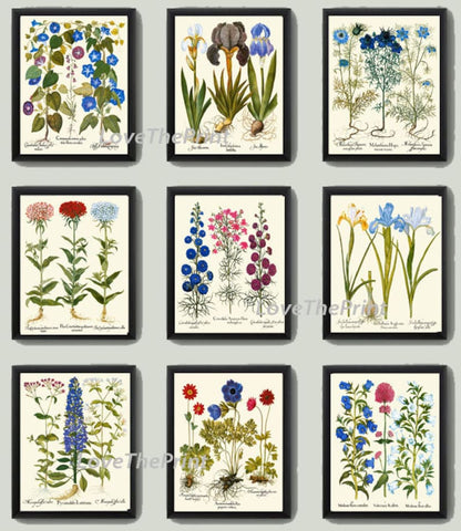 Vintage Blue Flowers Botanical Wall Art Set of 9 Prints Beautiful Antique Wildflowers Interior Design Illustration Home Decor to Frame BESL