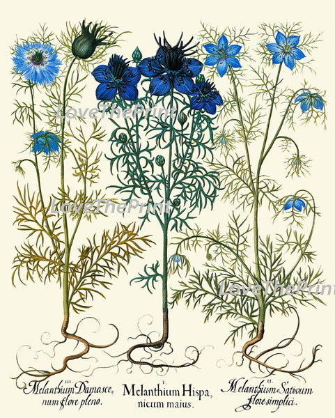 Vintage Blue Flowers Botanical Wall Art Set of 9 Prints Beautiful Antique Wildflowers Interior Design Illustration Home Decor to Frame BESL