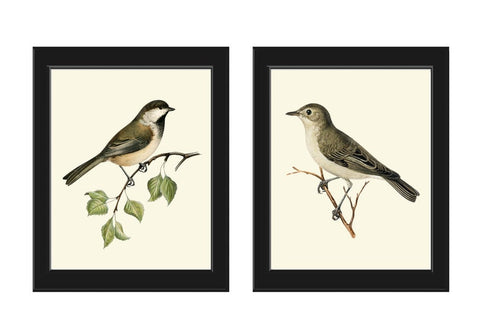 Vintage Bird Wall Art Decor Prints Set of 2 Beautiful Antique Forest Nature Pretty Birds Farmhouse Interior Home Room Decoration to Frame VW