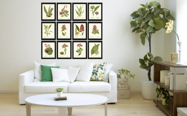 Botanical Prints Green Nature Flowers Wildflowers Wall Art Set of 12 Beautiful Antique Vintage Fern Illustration Home Decor to Frame AFS