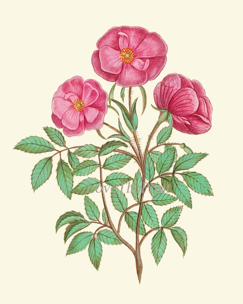 Botanical Wall Art Home Decor Set of 16 Prints Beautiful Vintage Pink Purple Burgundy Green Flowers Interior Design Designer to Frame ABD