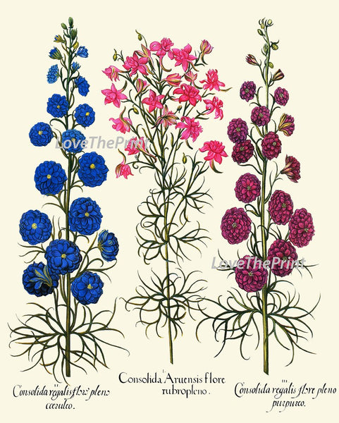 Botanical Wildflowers Prints Wall Art Set of 12 Beautiful Antique Vintage Home Decor Blue Pink Illustration Interior Design to Frame BESL