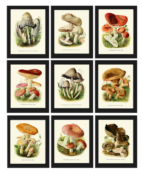Vintage Mushroom Botanical Wall Art Home Decor Illustration Set of 9 Prints Beautiful Antique Kitchen Dining Room Rustic Poster to Frame PDH