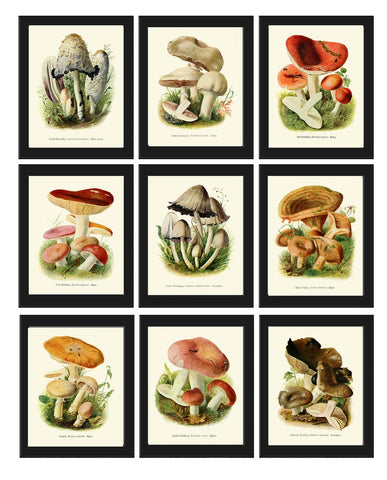 Vintage Mushroom Botanical Wall Art Home Decor Illustration Set of 9 Prints Beautiful Antique Kitchen Dining Room Rustic Poster to Frame PDH