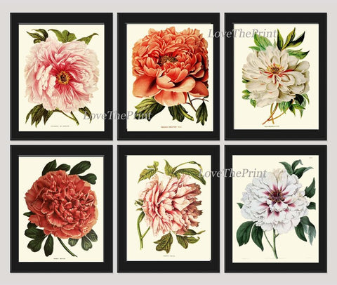 Peony Plants Botanical Wall Art Set of 6 Prints Beautiful Vintage Antique Pink Coral Orange White Colorful Garden Home Decor to Frame PEON