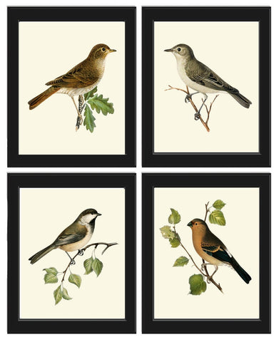 Vintage Bird Home Decor Wall Art Illustration Print Set of 4 Beautiful Forest Tree Nature Bedroom Office Cabin Farmhouse Picture to Frame VW